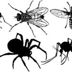 Insects as Vectors - Features, Types, Examples