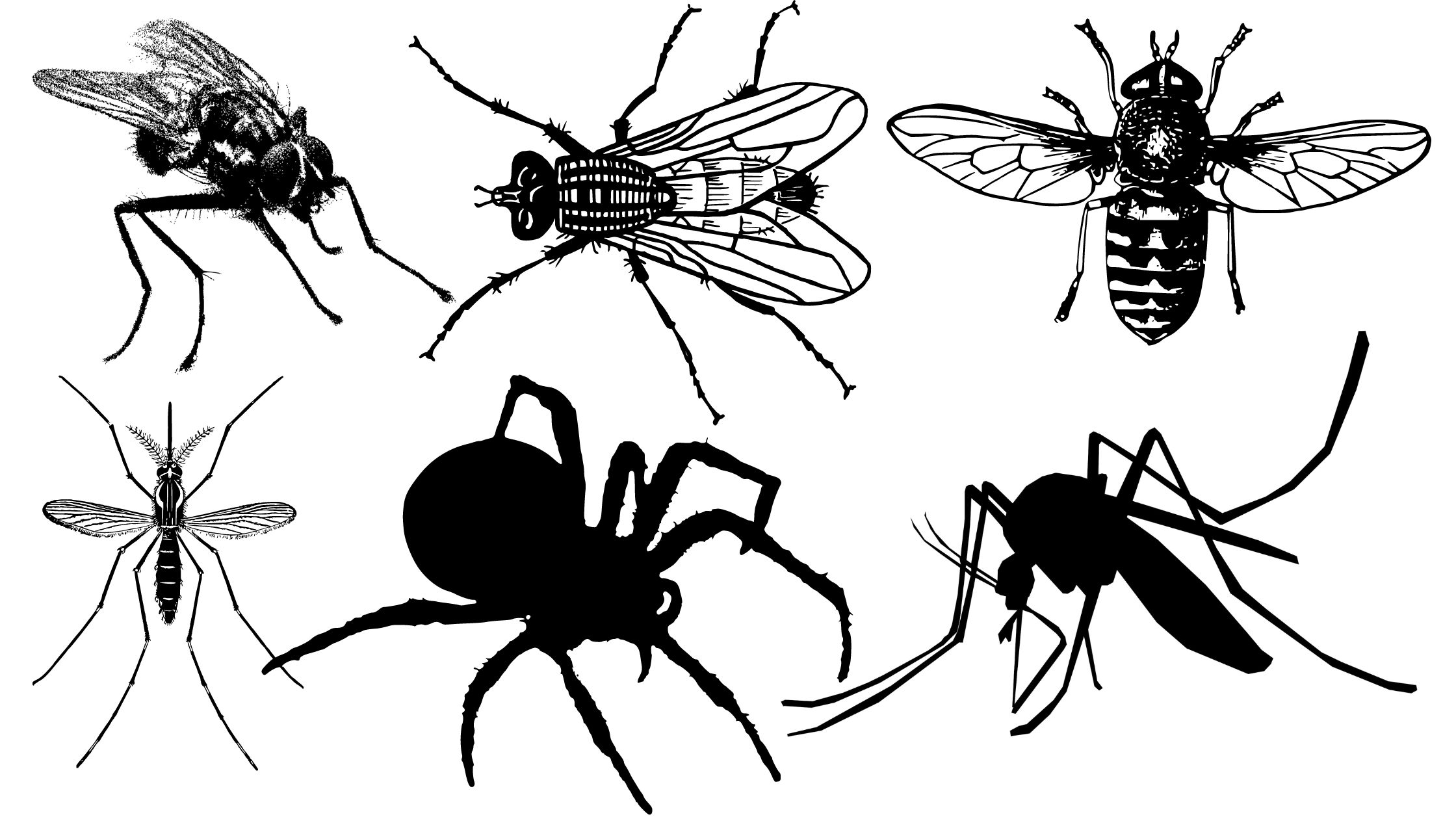 Insects as Vectors - Features, Types, Examples