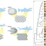 Integument And Exoskeleton of Fish - Dermis, Epidermis, Scales, Chromatophores