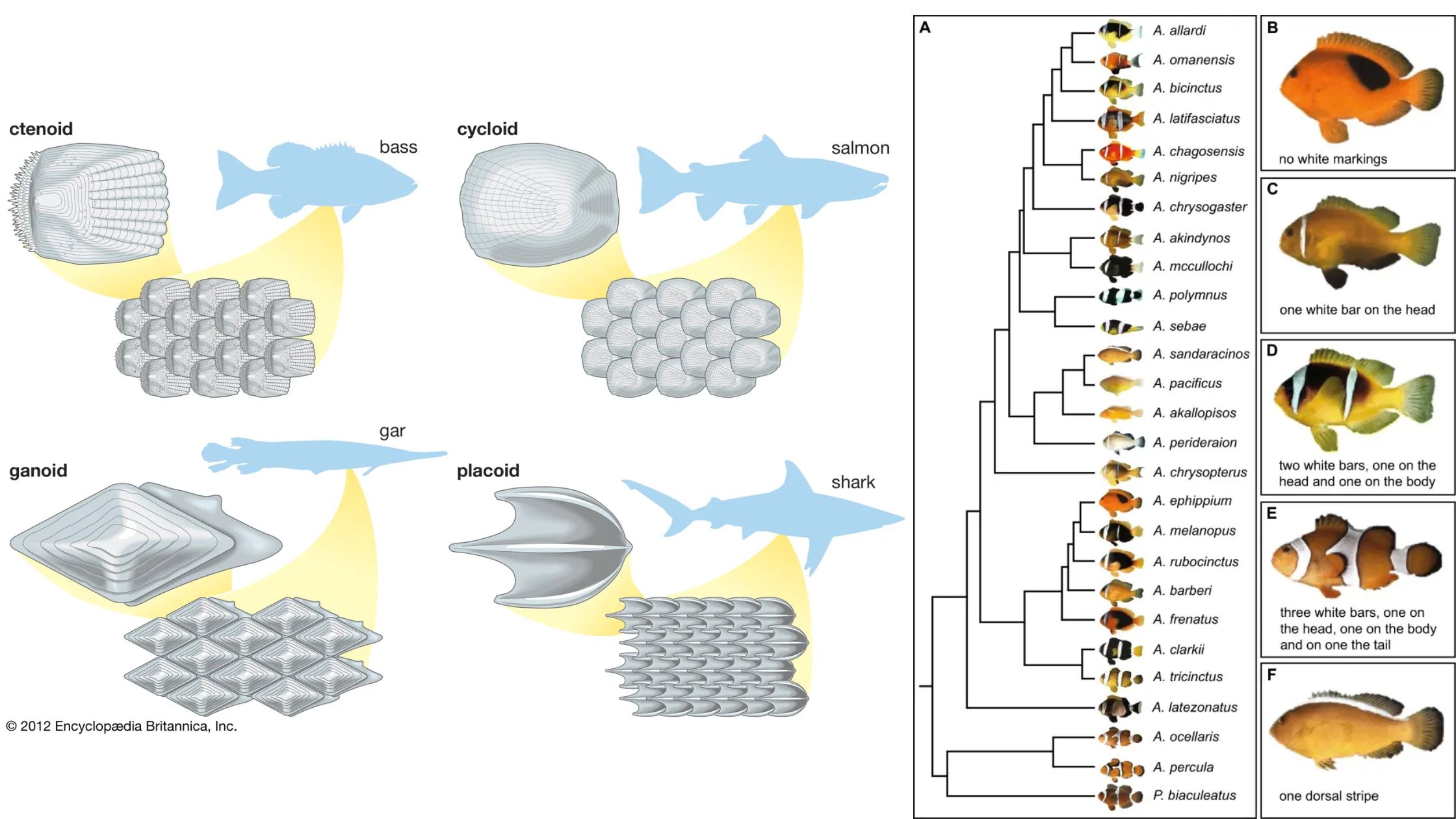 Integument And Exoskeleton of Fish - Dermis, Epidermis, Scales, Chromatophores