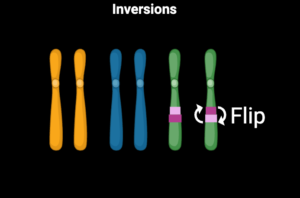 Chromosomal Mutation - Definition, Causes, Mechanism, Advantages ...