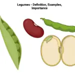 Legumes - Definition, Examples, Importance