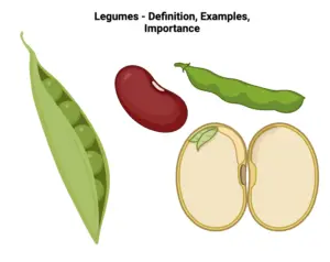 General descriptions of Legumes Plants With Examples, Importance