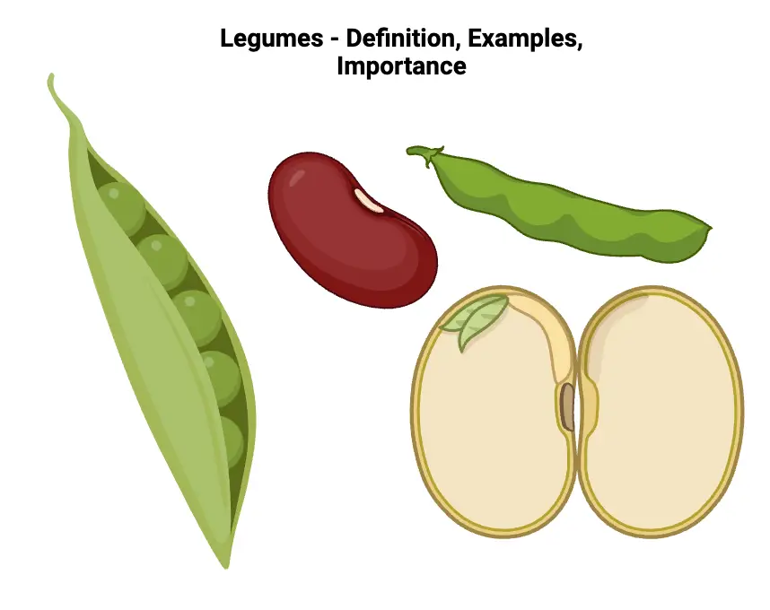 Legumes - Definition, Examples, Importance