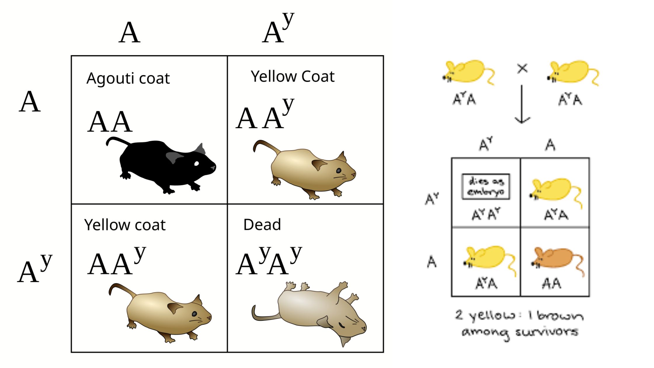 Lethal Allele - Definition, Types, Causes, Examples