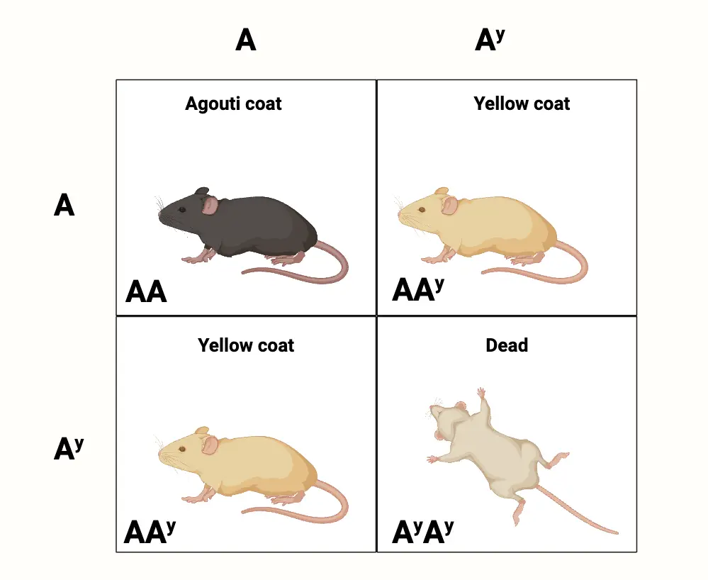 Lethal Allele