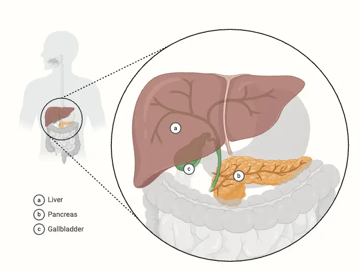 Liver, Pancreas, and Gallbladder