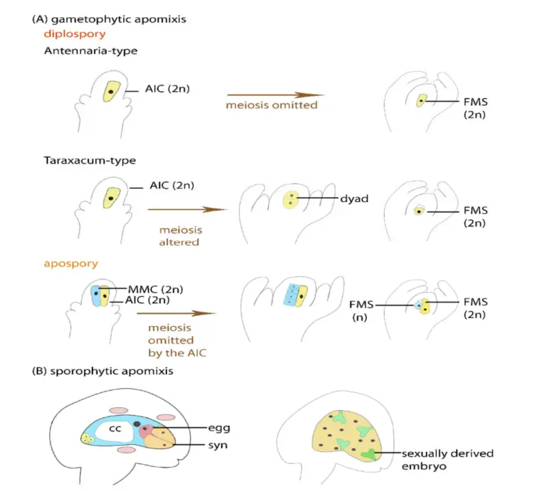 Apomixis - Definition, Types, Functions, Examples - Biology Notes Online