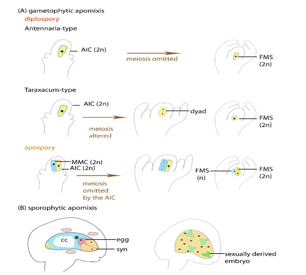 Major types of apomixis. 