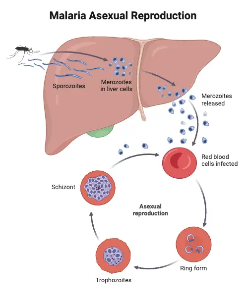 Malaria Asexual Reproduction Cycle