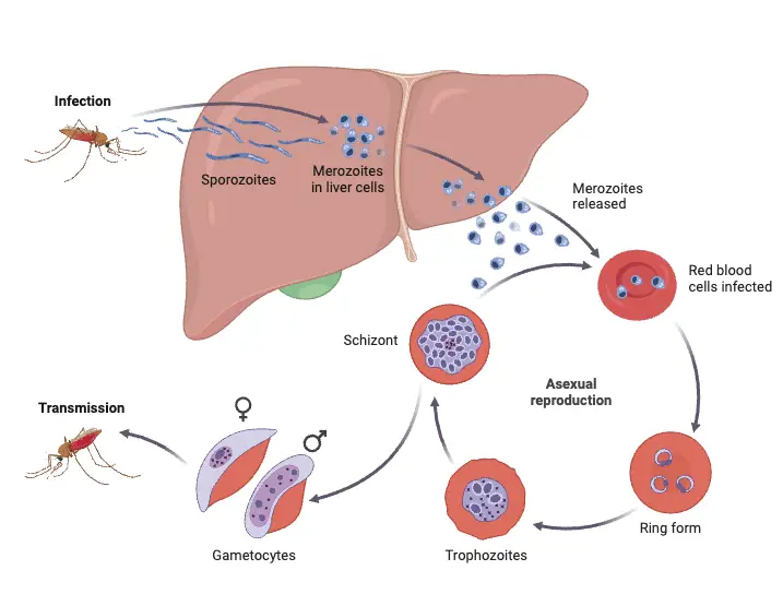 Malaria Transmission Cycle