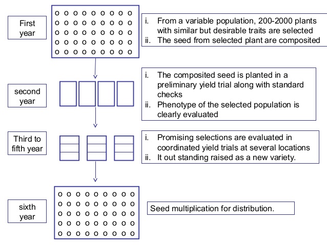 Mass Selection Method - Procedure, Applications, Merits, Demerits - Biology  Notes Online