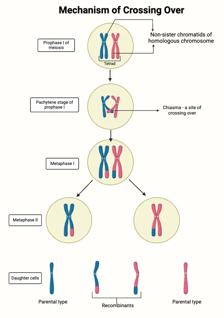 Mechanism of Crossing Over
