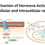 Mechanism of Hormone Action by Extracellular and Intracellular receptors