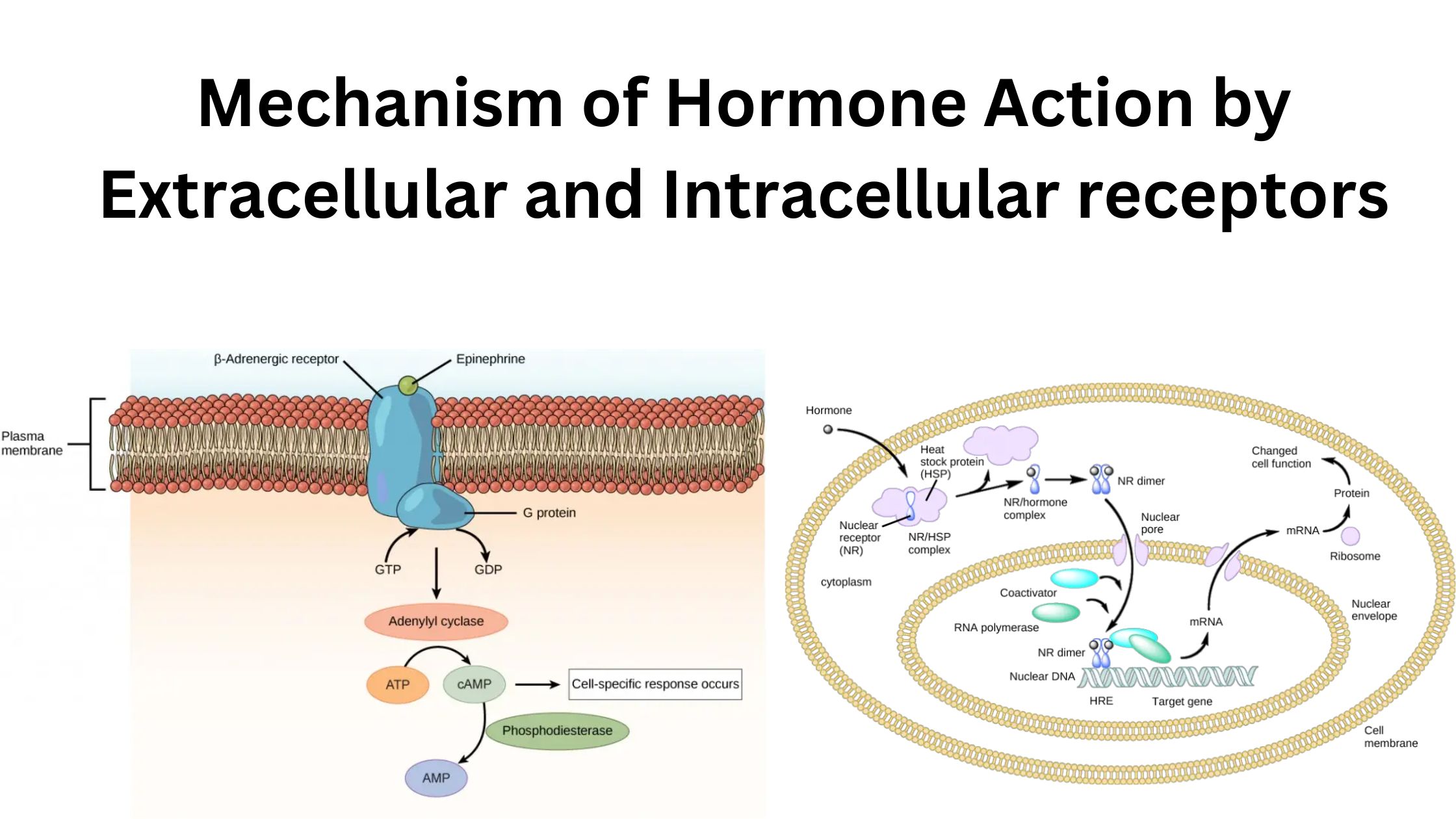 Mechanism of Hormone Action by Extracellular and Intracellular receptors