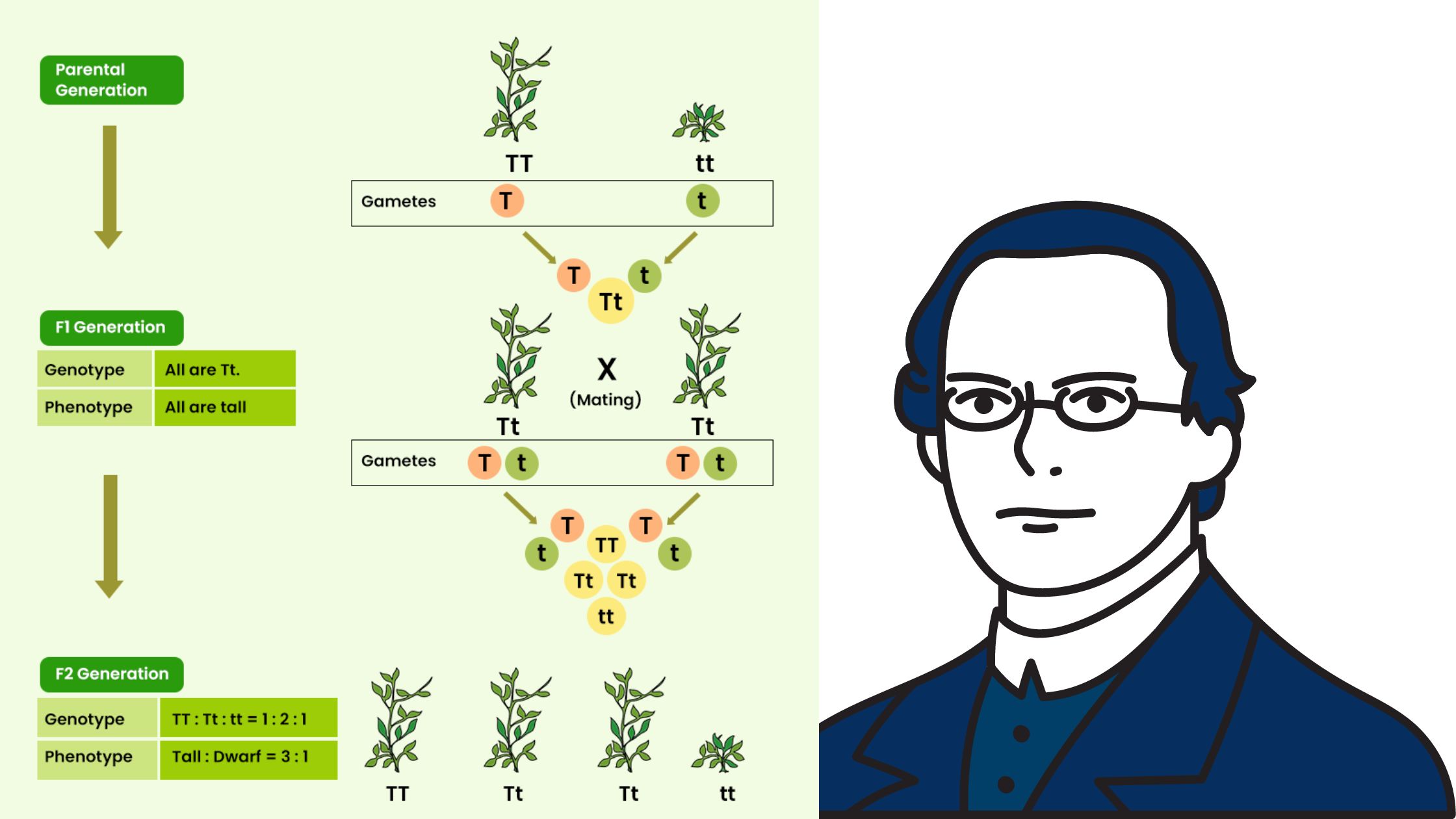 Mendel’s 3 Laws of Inheritance - Segregation, Independent Assortment, Dominance