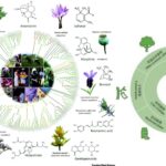 Methods of Research In Ethnobotany