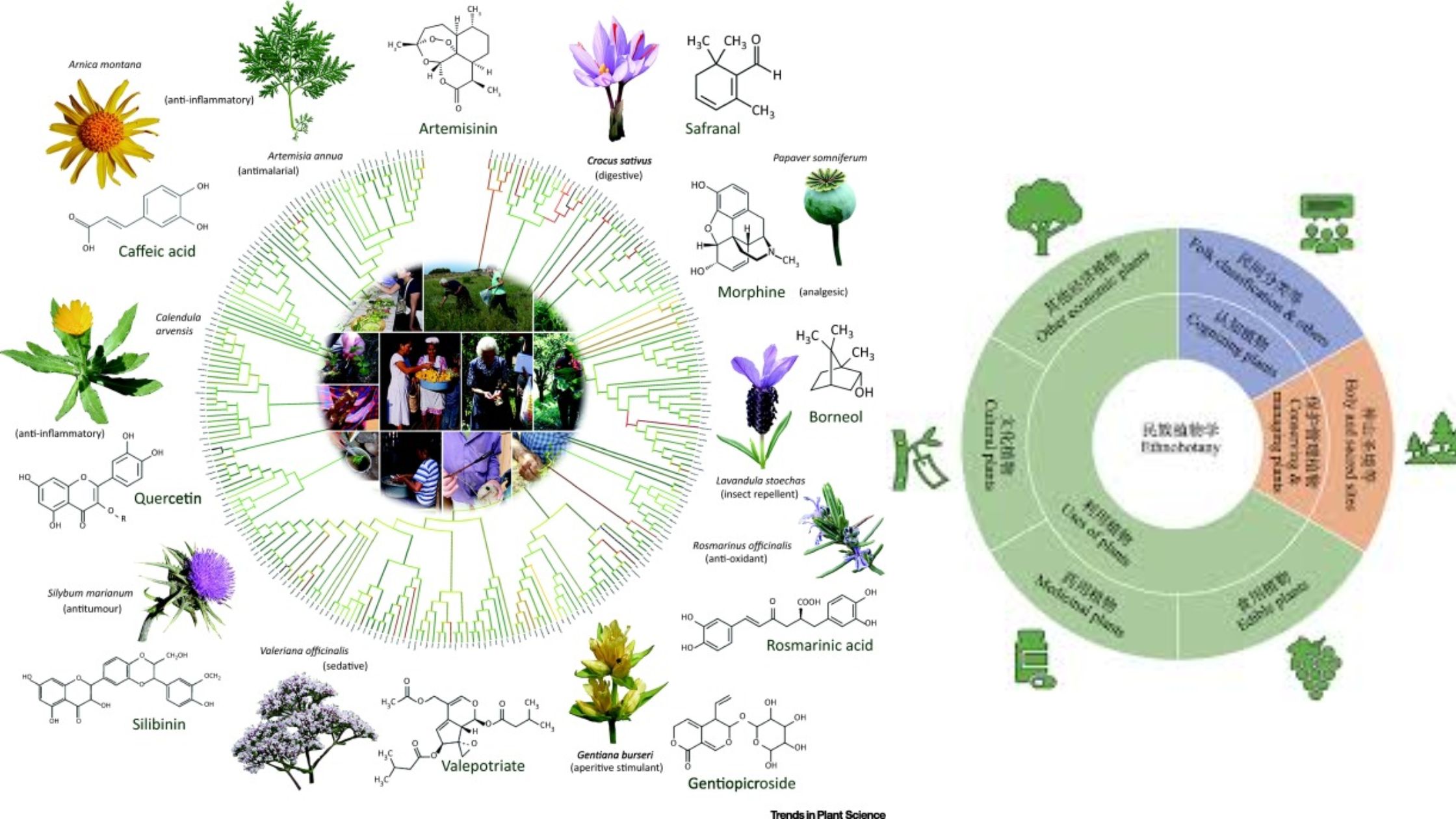 Methods of Research In Ethnobotany