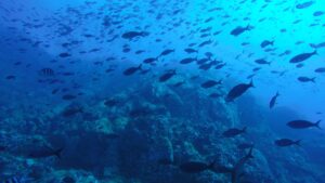 Migration in Fishes – Causes, Types, Methods, Significance