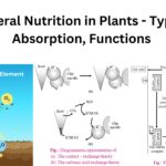 Mineral Nutrition in Plants - Types, Absorption, Functions