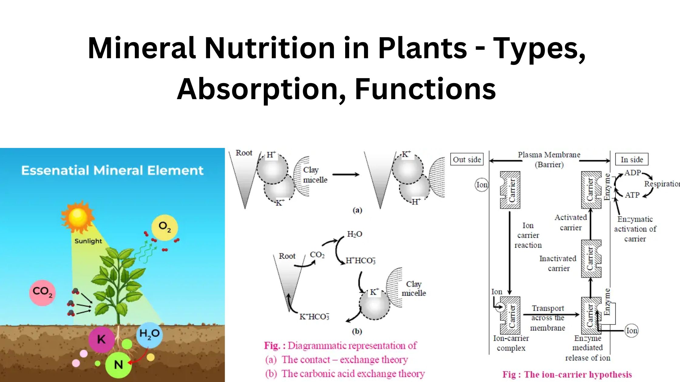 Mineral Nutrition in Plants - Types, Absorption, Functions