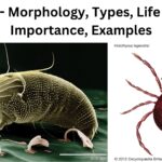 Mites - Morphology, Types, Life cycle, Importance, Examples