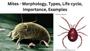 Mites – Morphology, Types, Life cycle, Importance, Examples