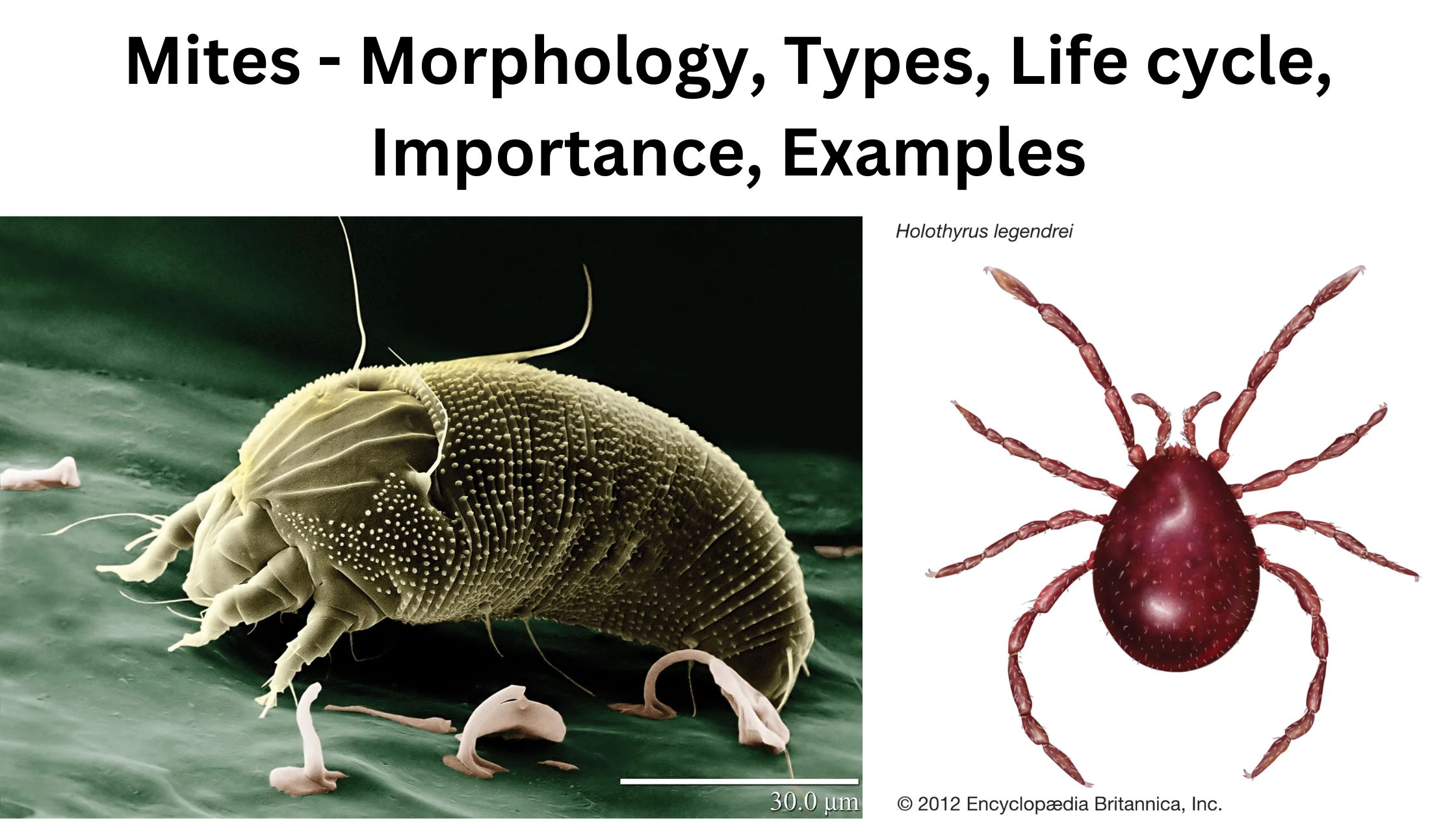 Mites - Morphology, Types, Life cycle, Importance, Examples