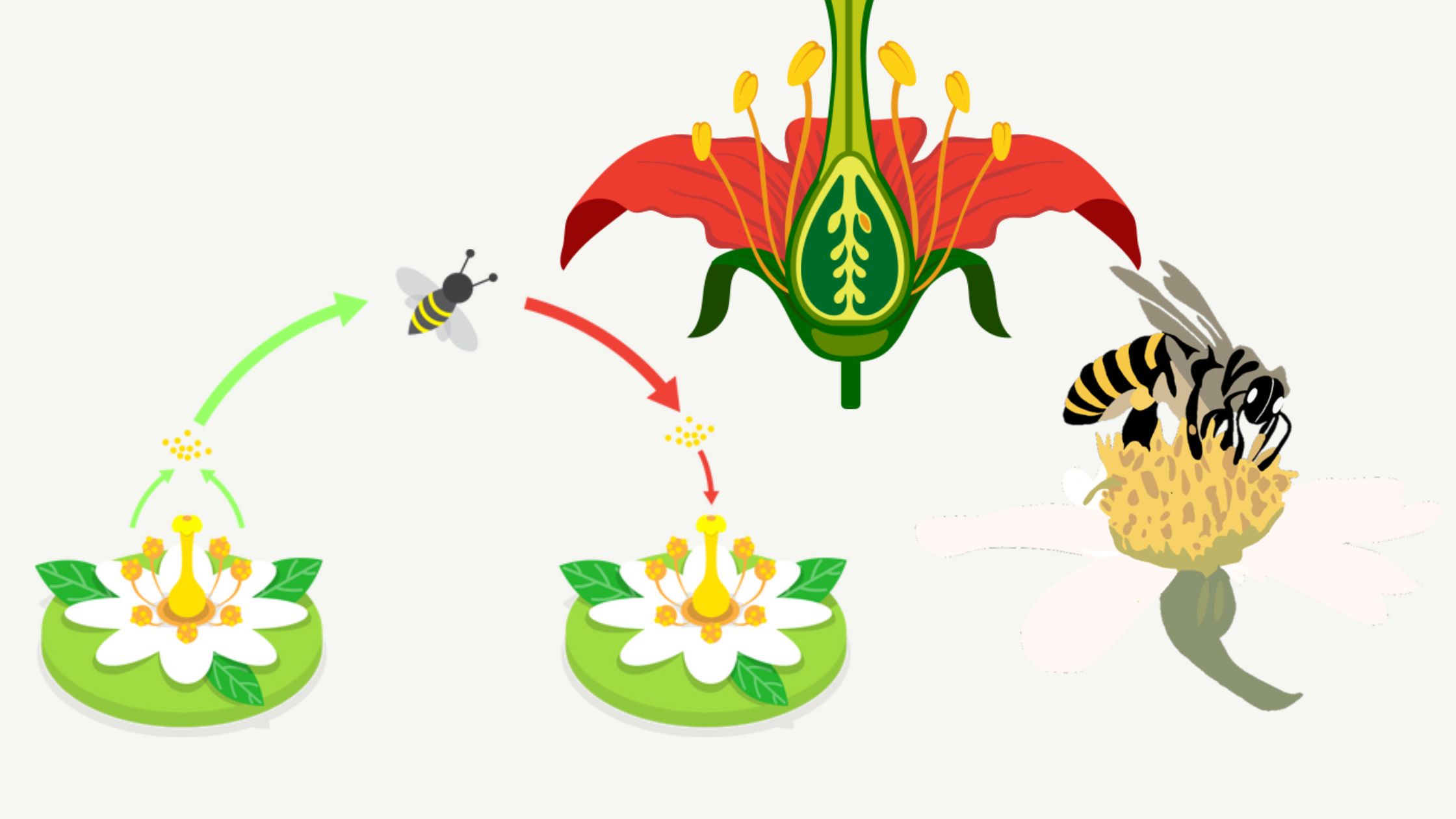 Modes of Reproduction and Pollination in Crop Plants