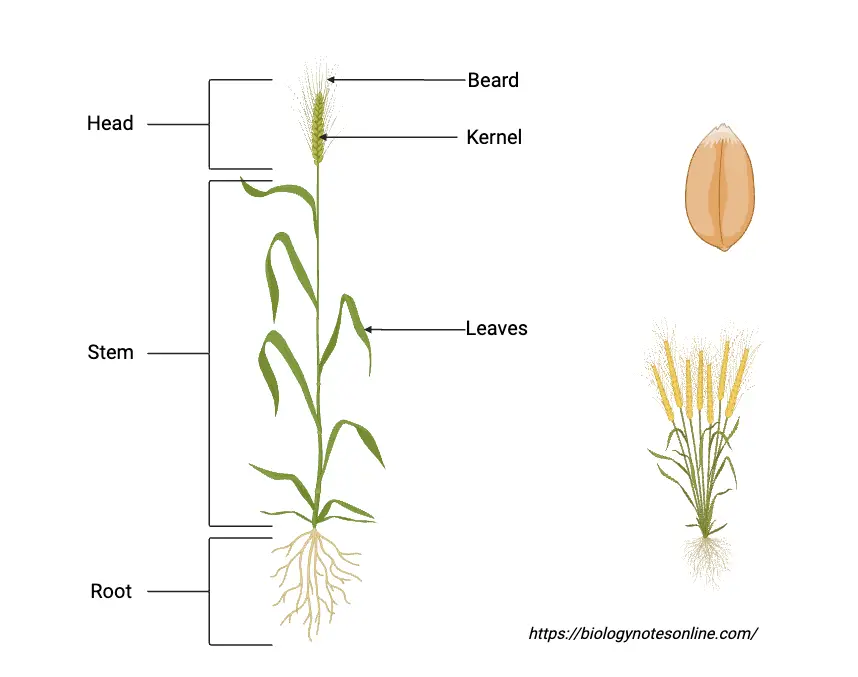 Morphology of Wheat