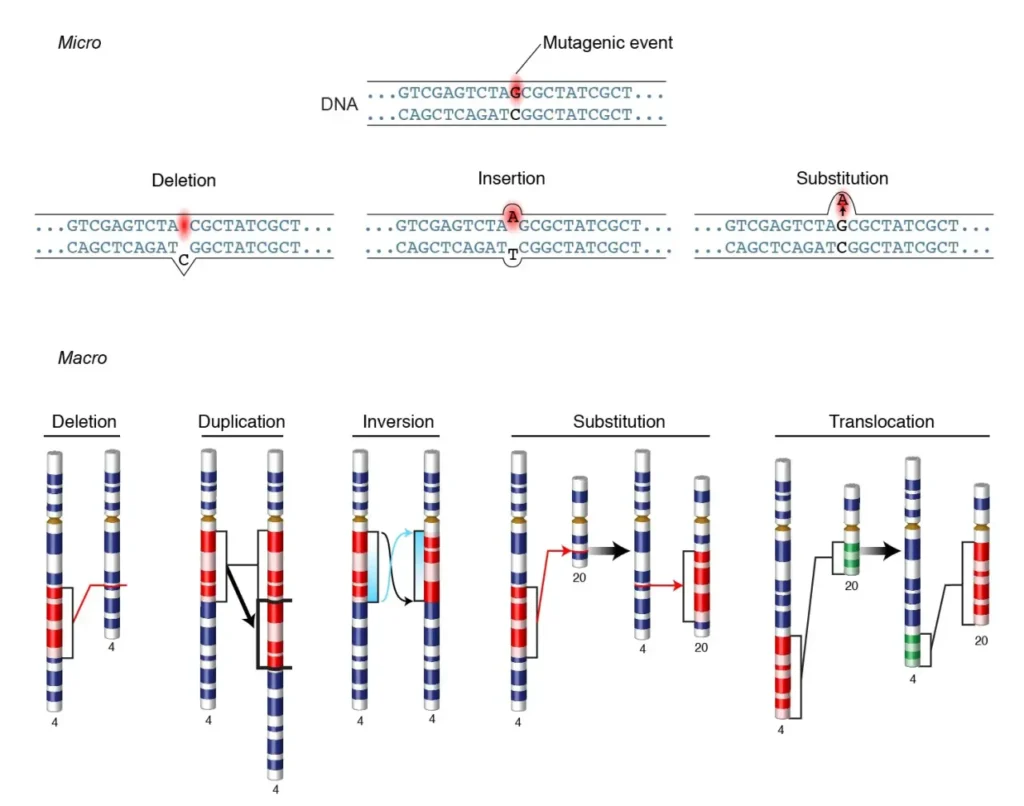 Types of Mutation