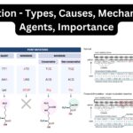 Mutation - Types, Causes, Mechanisms, Agents, Importance