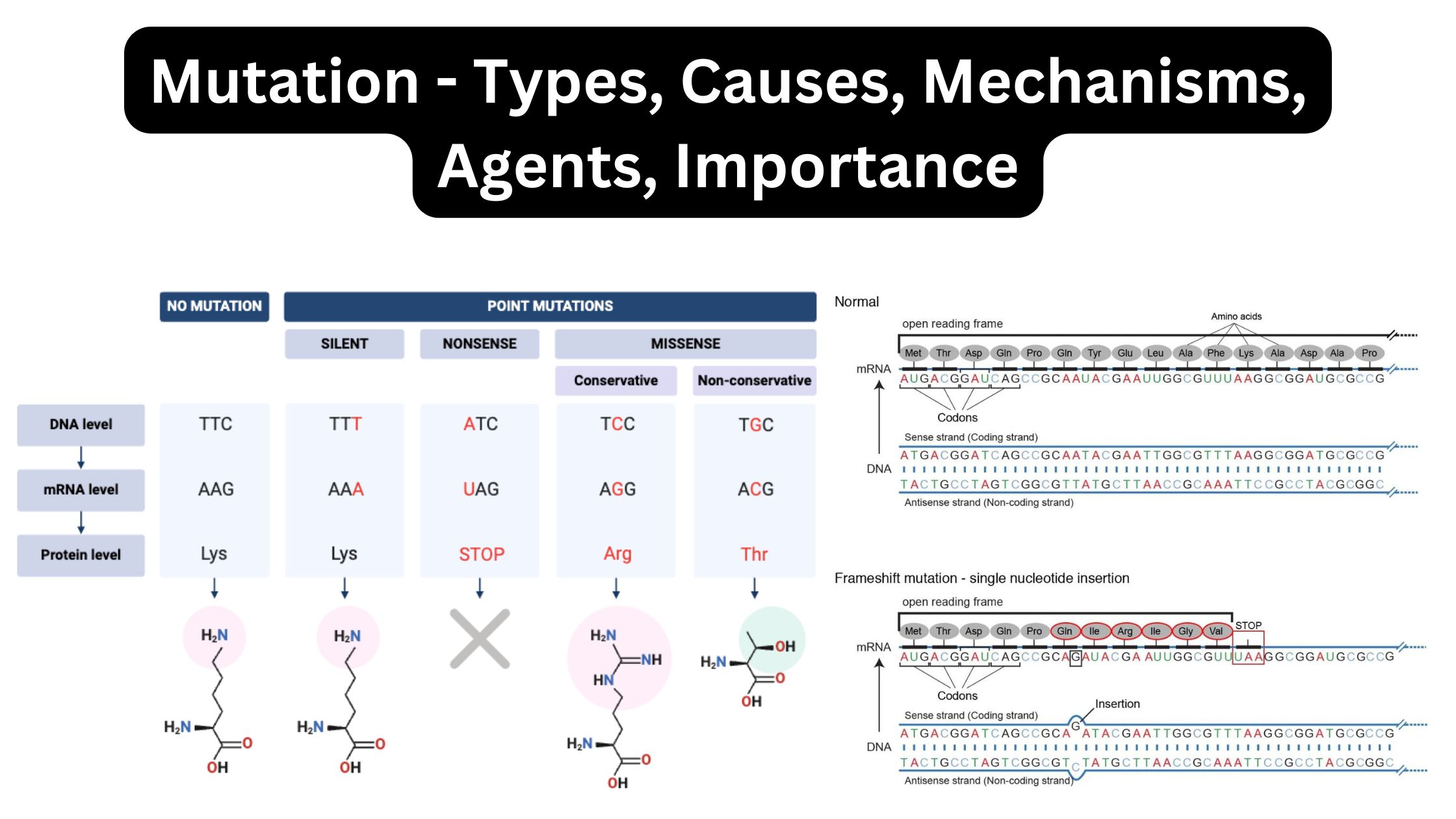 Mutation - Types, Causes, Mechanisms, Agents, Importance