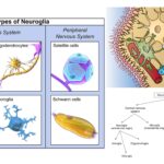 Neuroglia - Definition, Classification, Development, Functions