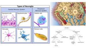 Neuroglia – Definition, Classification, Development, Functions