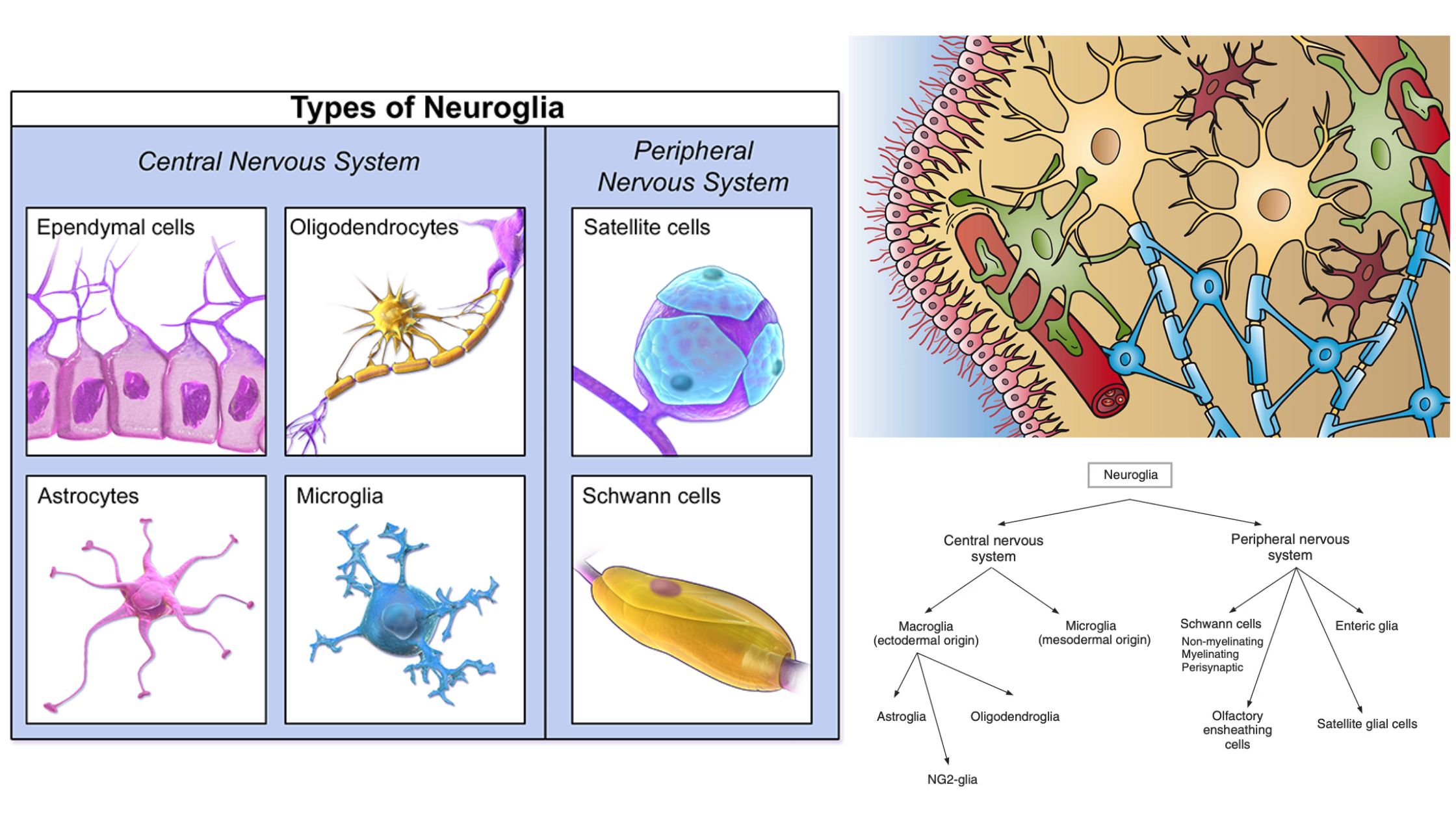 Neuroglia - Definition, Classification, Development, Functions