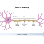 Neuron Anatomy