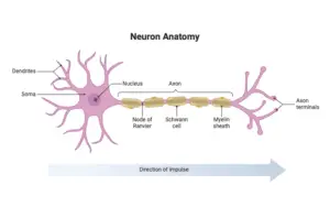 Neuron – Definition, Structure, Types, Functions