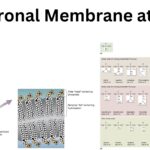 Neuronal Membrane at Rest