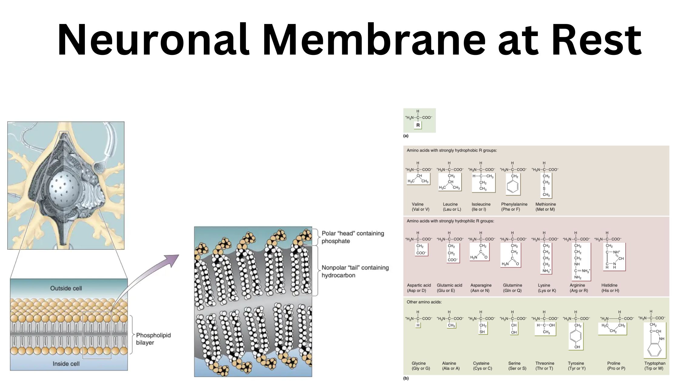 Neuronal Membrane at Rest