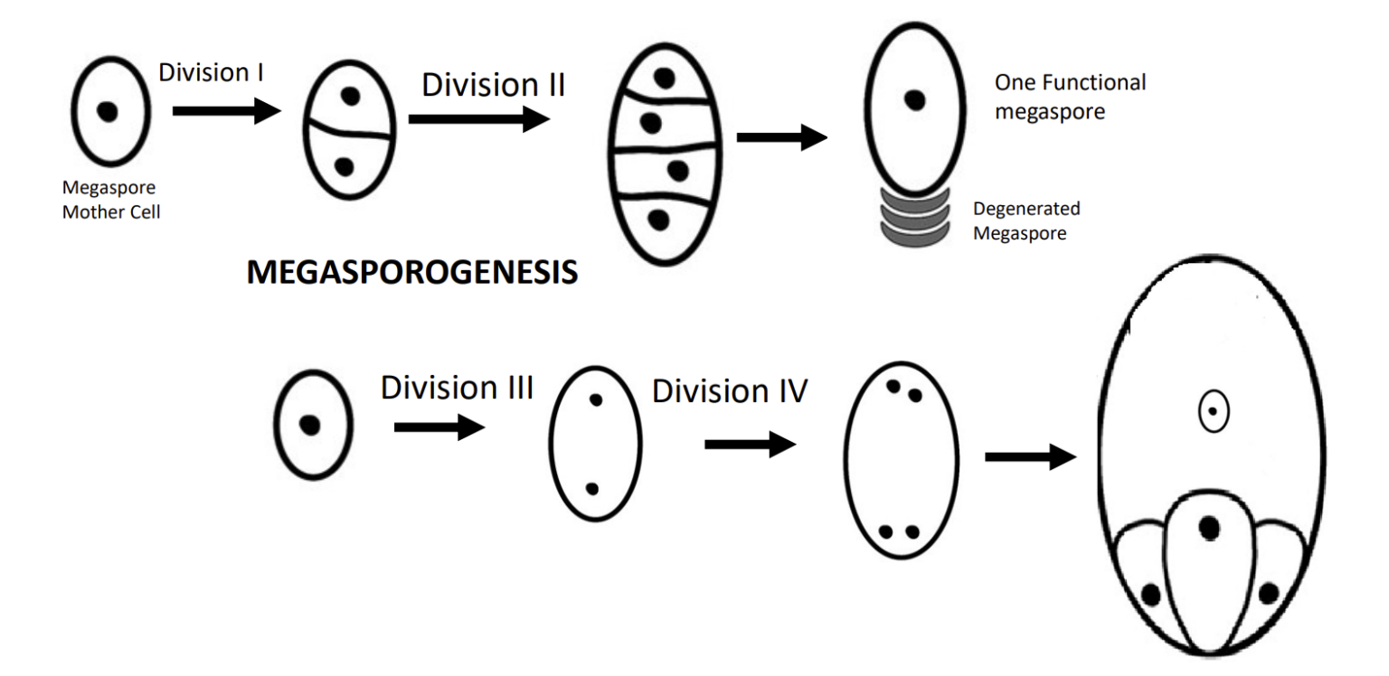 Embryo Sac - Structure, Types, Development, Function - Biology Notes Online