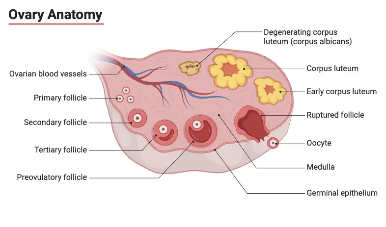 Ovary Anatomy