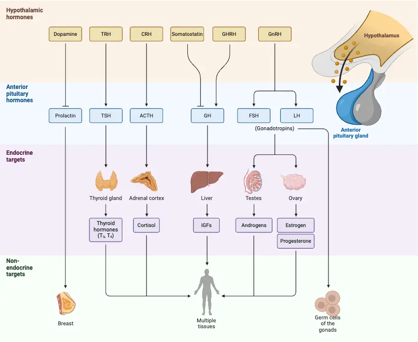 Overview of Hypothalamic and Anterior Pituitary Hormones