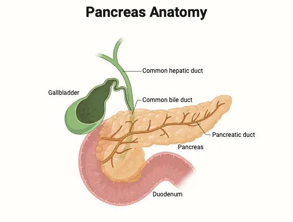 Pancreas Anatomy Diagram