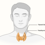 Parathyroid Gland - Structure, Hormones, Functions, Disorders