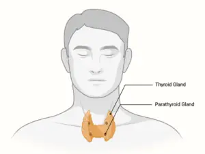 Parathyroid Gland – Structure, Hormones, Functions, Disorders