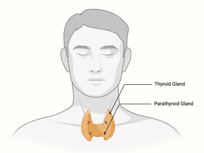 Parathyroid Gland - Structure, Hormones, Functions, Disorders