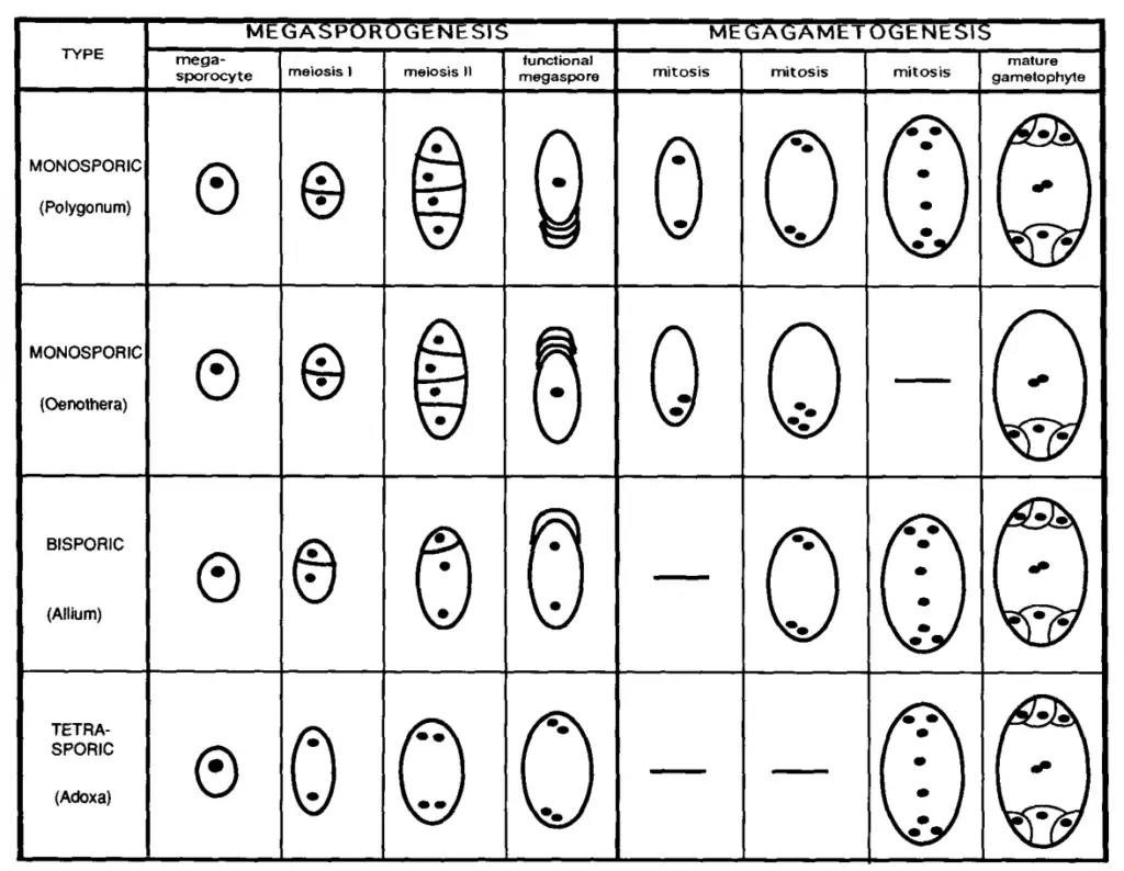  Patterns of Embryo Sac Developmen