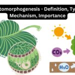 Photomorphogenesis - Definition, Types, Mechanism, Importance