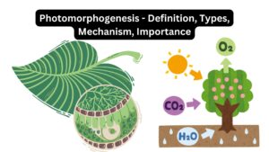 Photomorphogenesis – Definition, Types, Mechanism, Importance